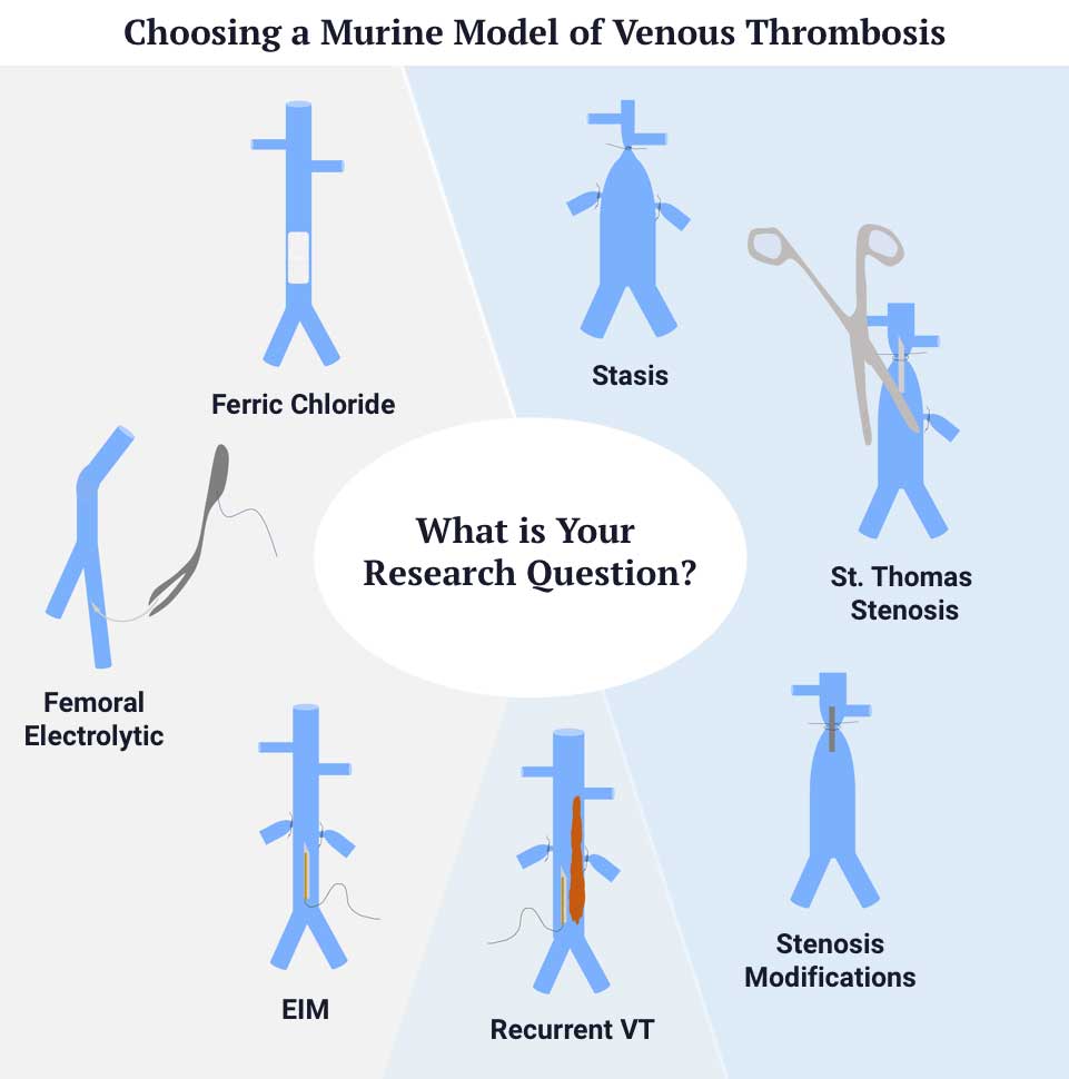 Advancing Basic Research on Venous Thrombosis