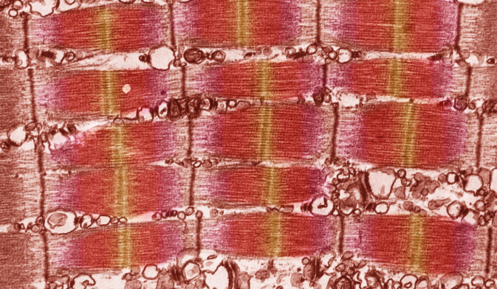 Mitochondria under a microscope