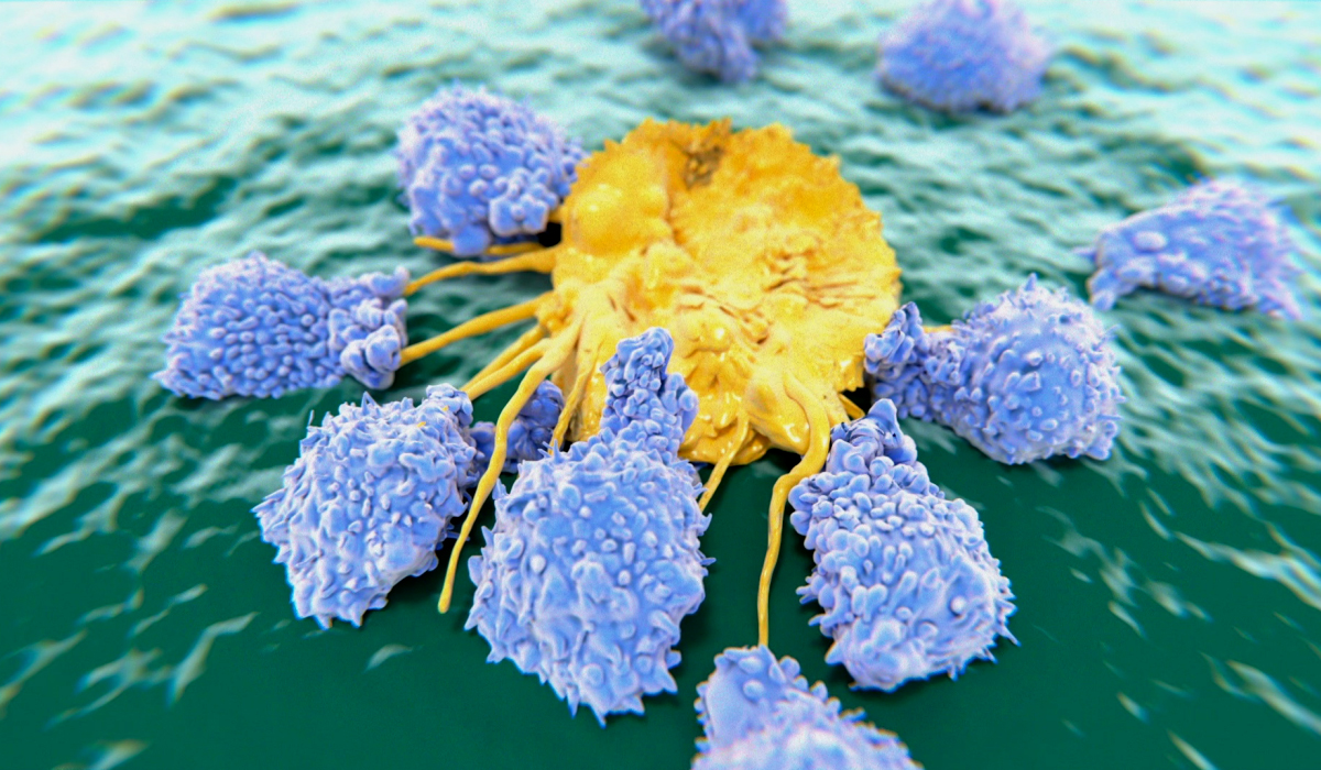 Discoveries In Medicine How NKT Cells See Self Shapes Inflammatory 