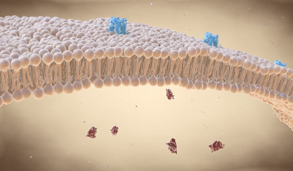 Cartoon image of cell membrane with particles entering in and out