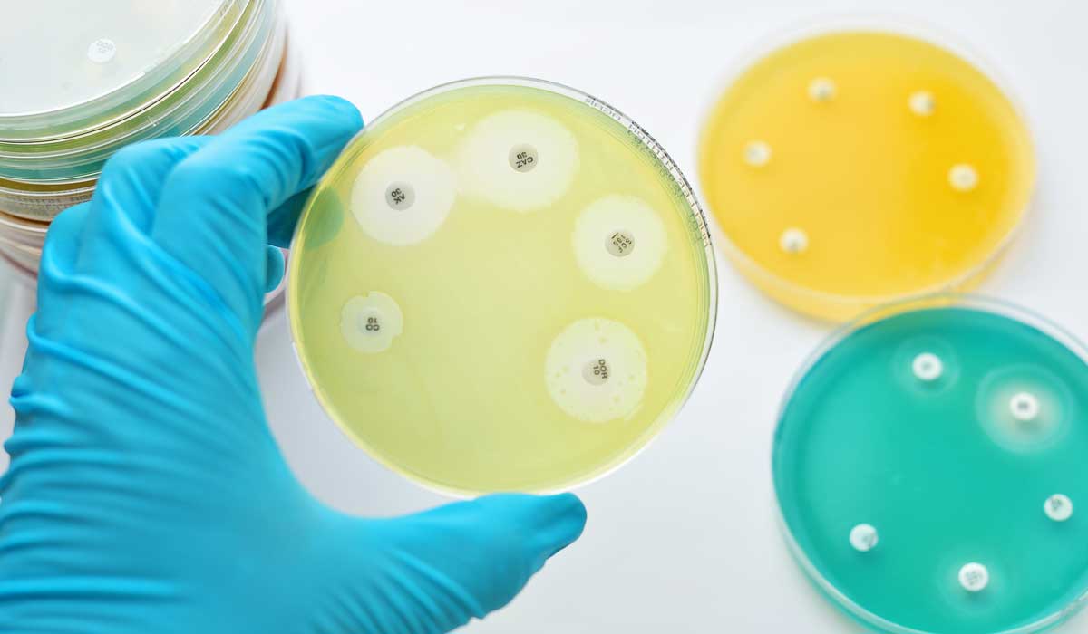 Discoveries In Medicine Global Network Tackles Antibiotic Resistance