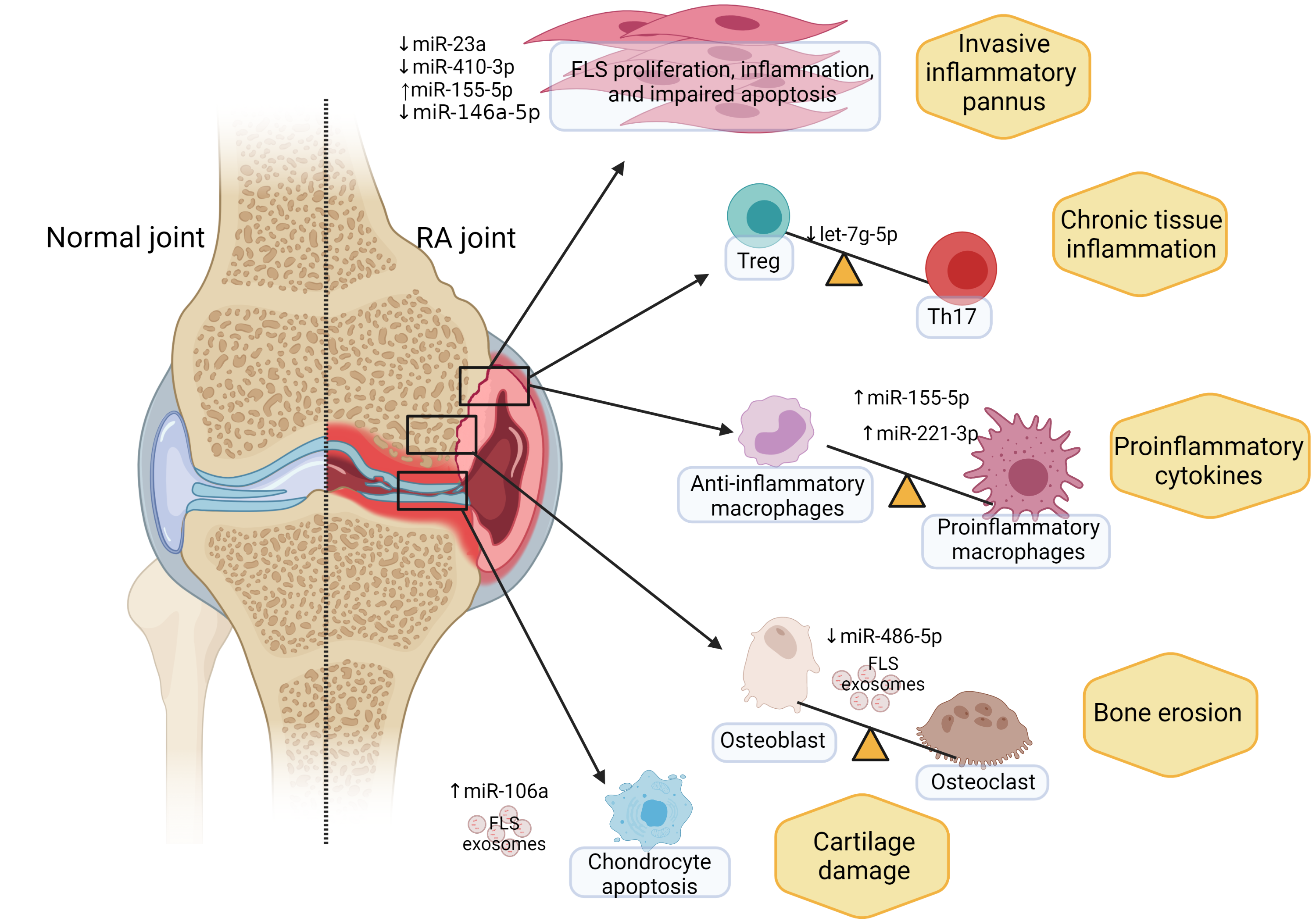 Non-coding RNA Signals Synovial Joint Reaction