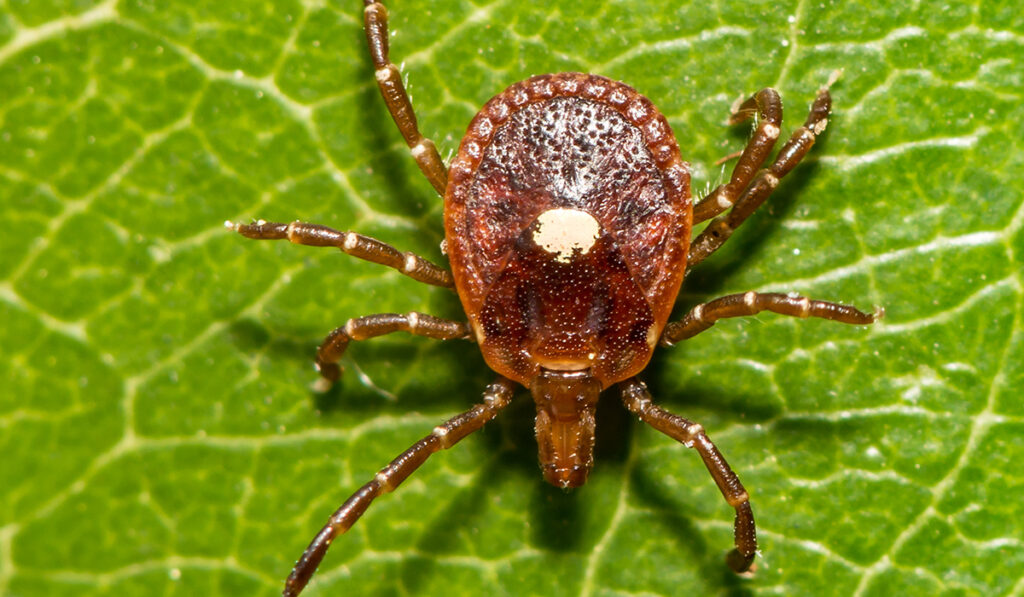 Close up of lone star tick