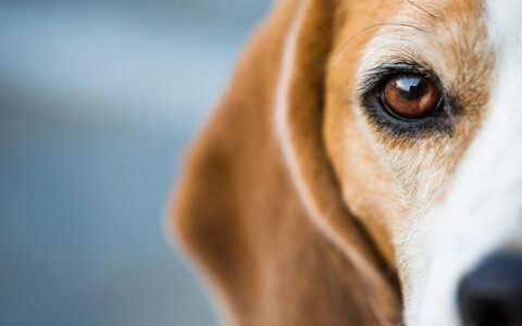 Beagle eye