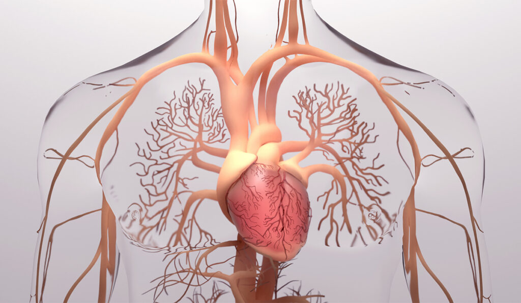 Graphic illustration of cardiovascular system, featuring the heart