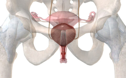 Close up illustration of skeletal human pelvis with bladder anatomy showing