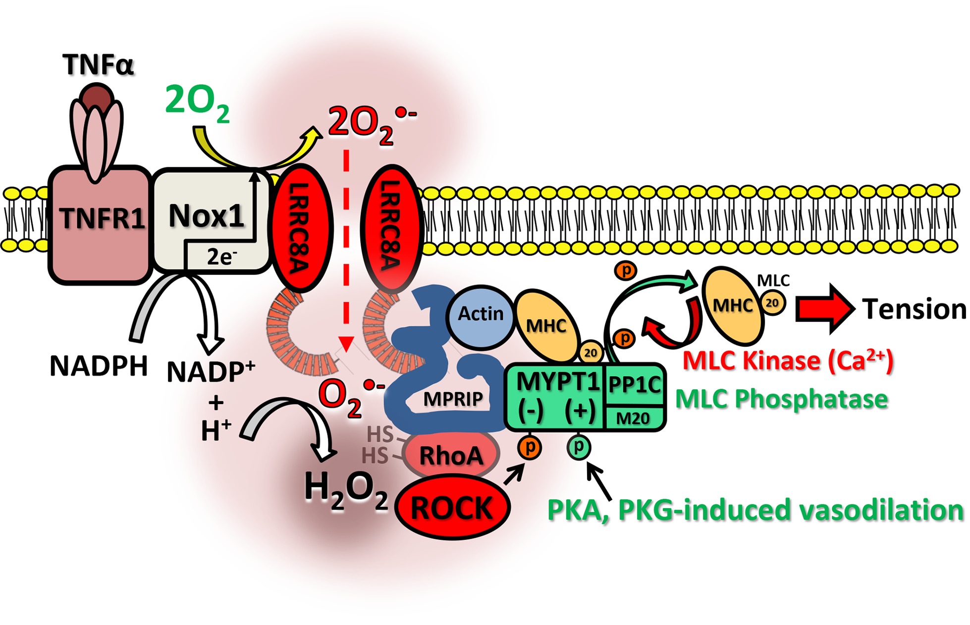 Scaffolding Protein Found as Key to Vascular Reactivity